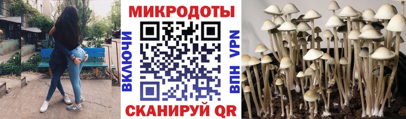 Галлюциногенные грибы Psilocybine cubensis  купить   Баксан 